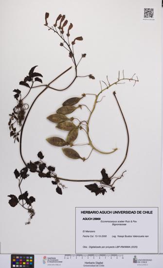 Eccremocarpus scaber [Espécimen: UCH:AGUCH:0025900]