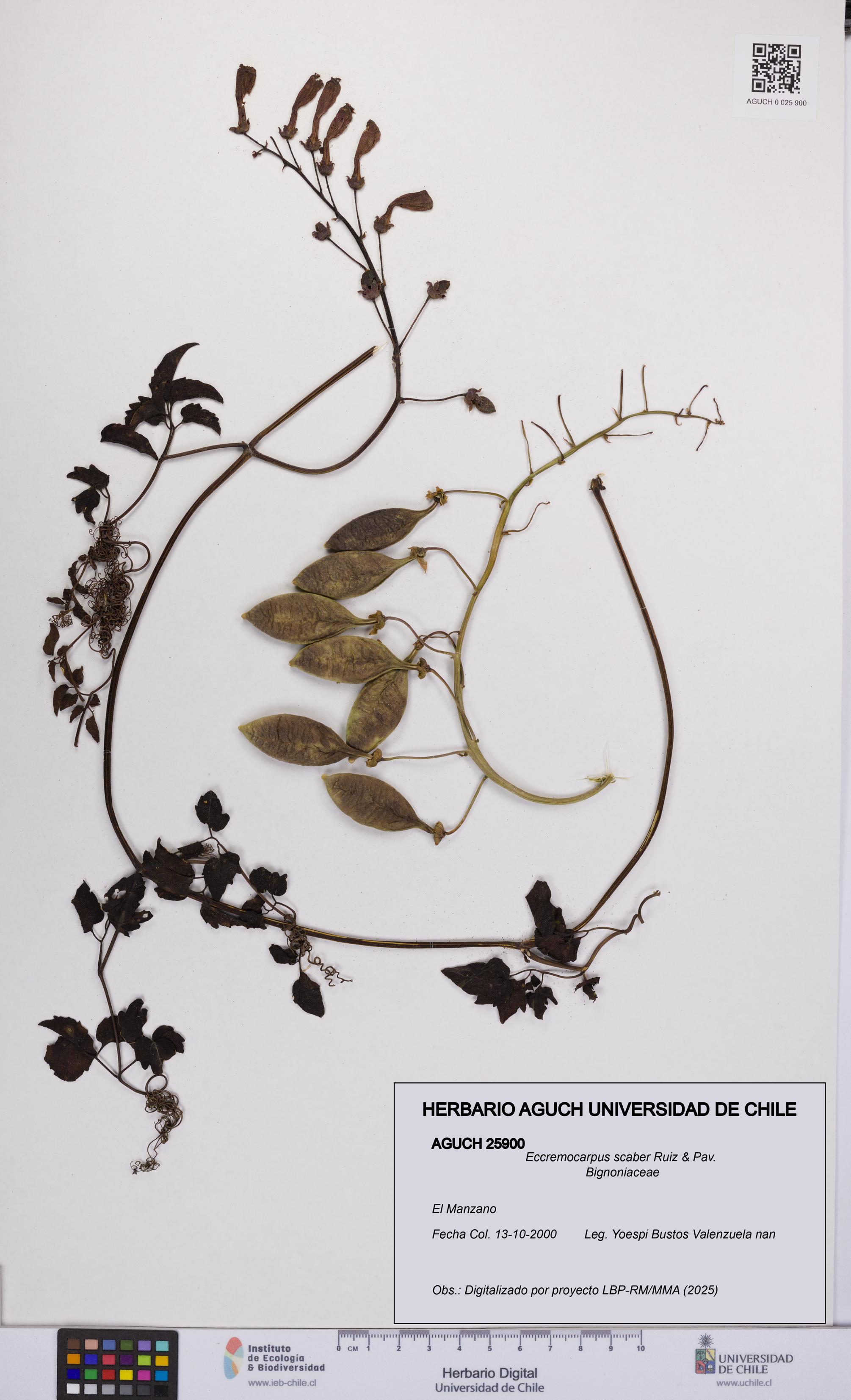 Eccremocarpus scaber [Espécimen: UCH:AGUCH:0025900]