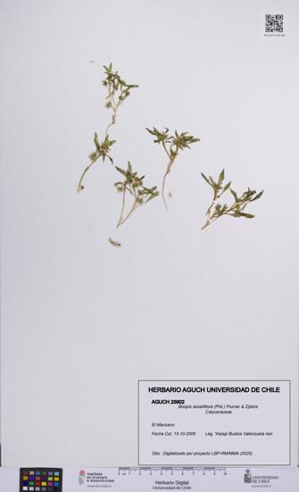 Boopis sessiliflora [Espécimen: UCH:AGUCH:0025902]