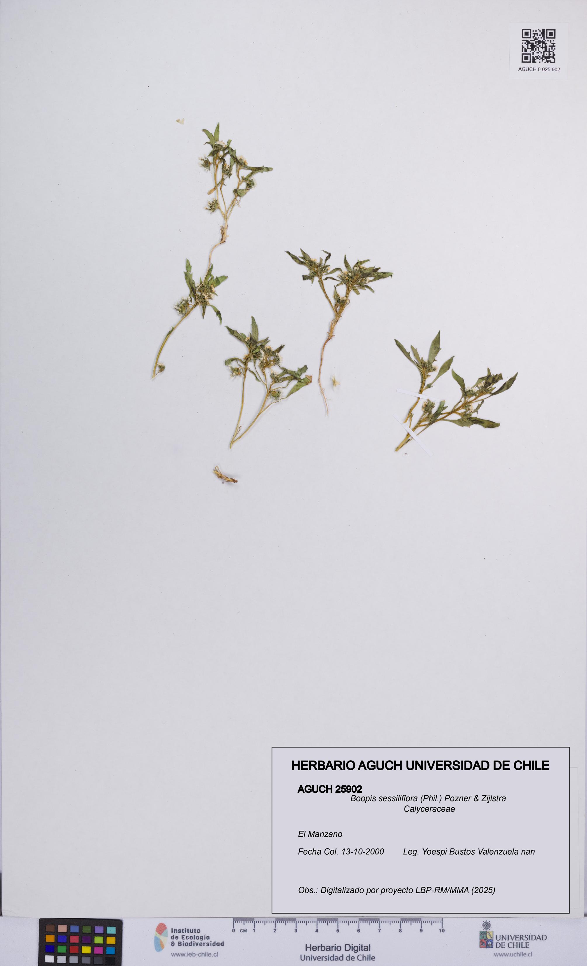 Boopis sessiliflora [Espécimen: UCH:AGUCH:0025902]