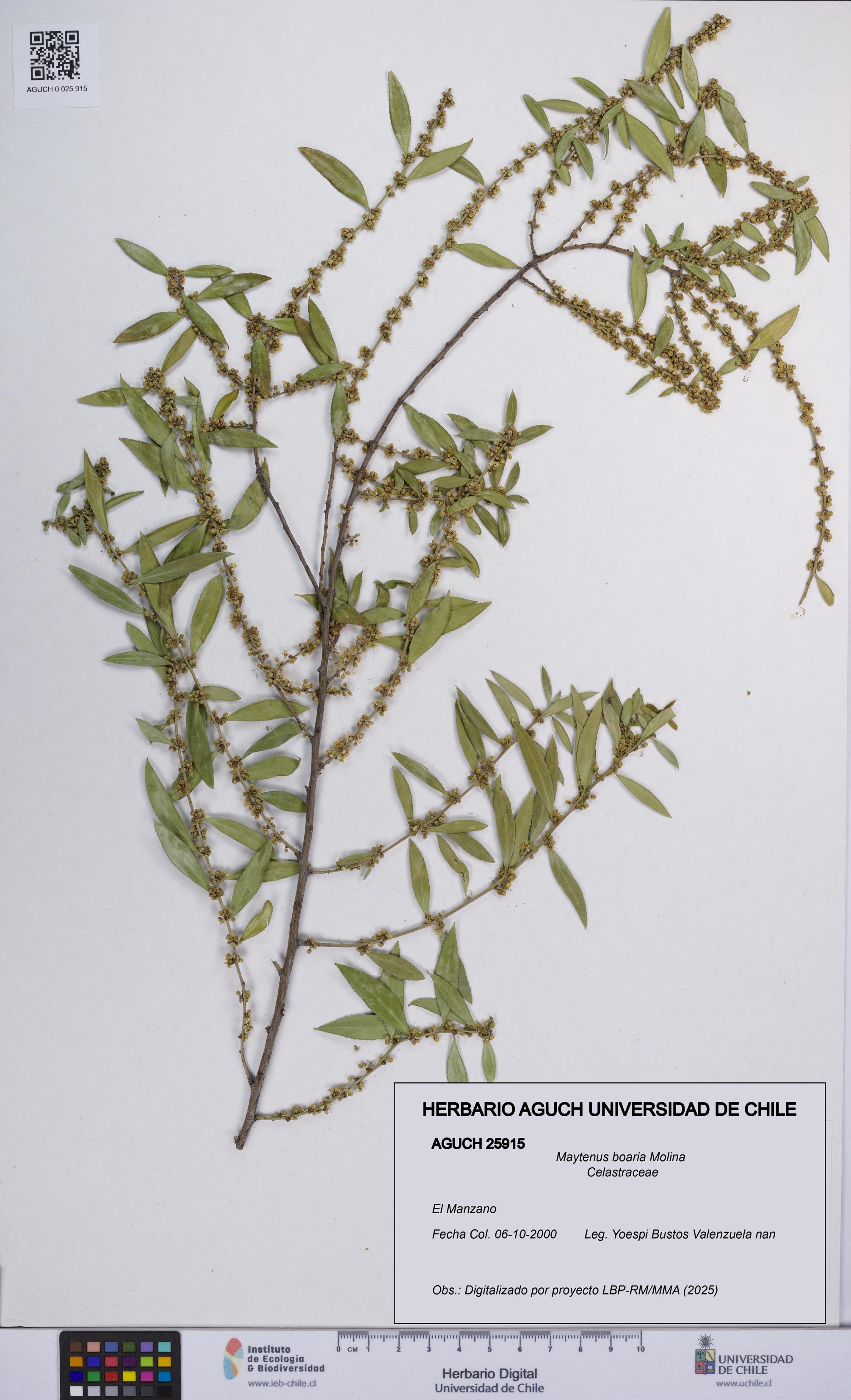 Maytenus boaria [Espécimen: UCH:AGUCH:0025915]