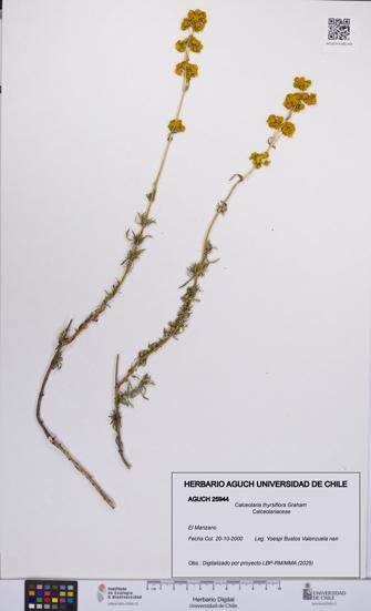 Calceolaria thyrsiflora [Espécimen: UCH:AGUCH:0025944]