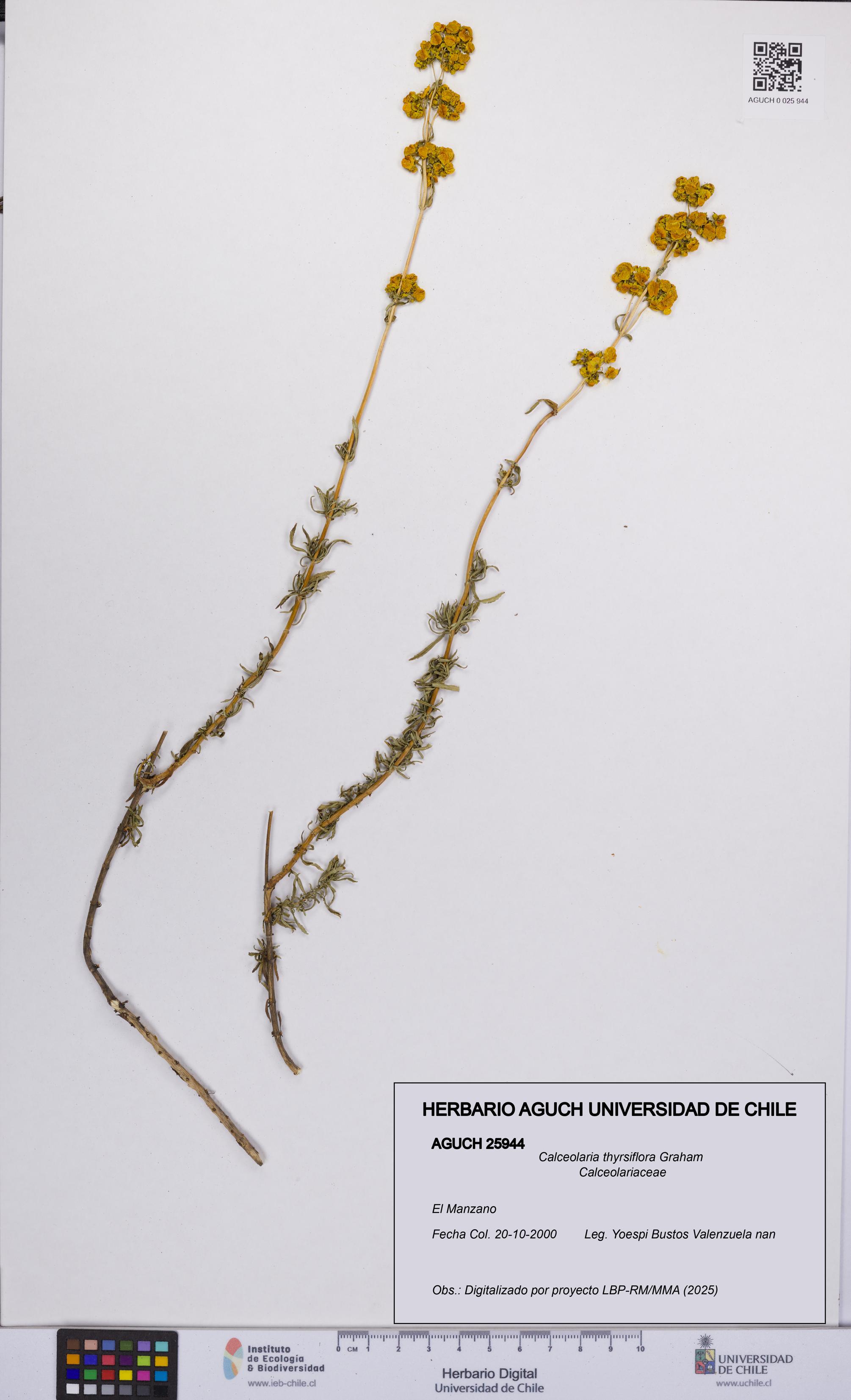 Calceolaria thyrsiflora [Espécimen: UCH:AGUCH:0025944]