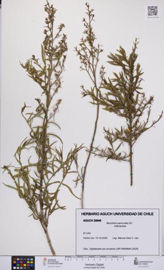 Baccharis paniculata [Espécimen: UCH:AGUCH:0025948]