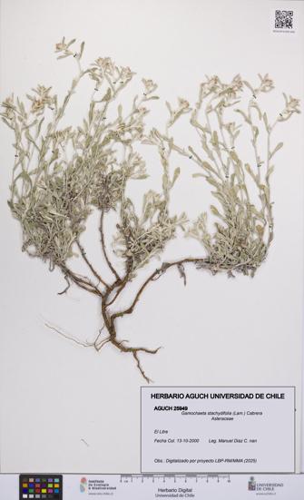 Gamochaeta stachydifolia [Espécimen: UCH:AGUCH:0025949]