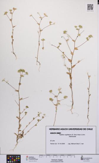 Triptilion capillatum [Espécimen: UCH:AGUCH:0025951]
