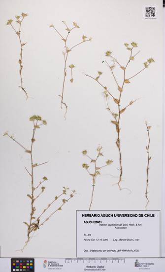 Triptilion capillatum [Espécimen: UCH:AGUCH:0025951]