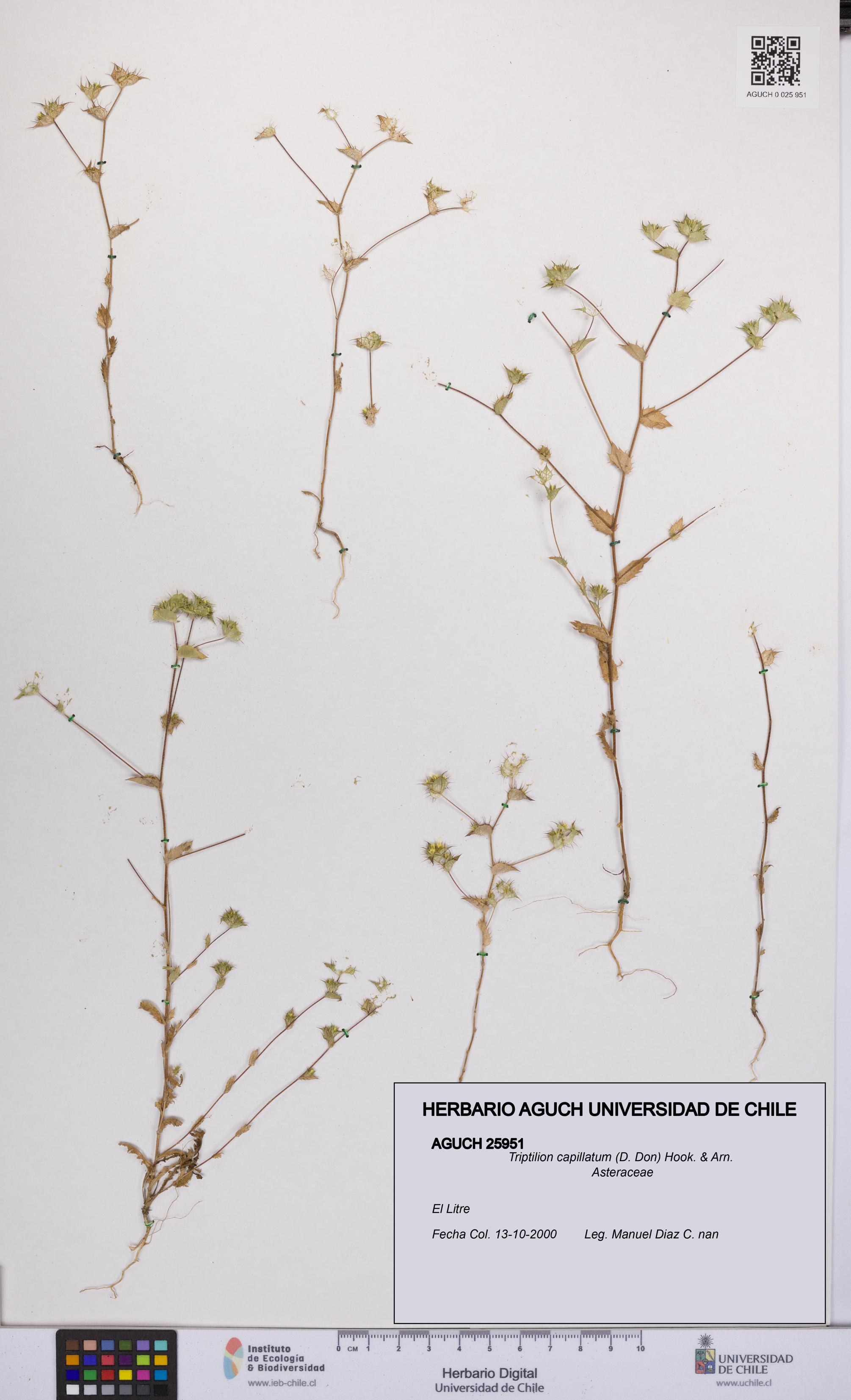 Triptilion capillatum [Espécimen: UCH:AGUCH:0025951]