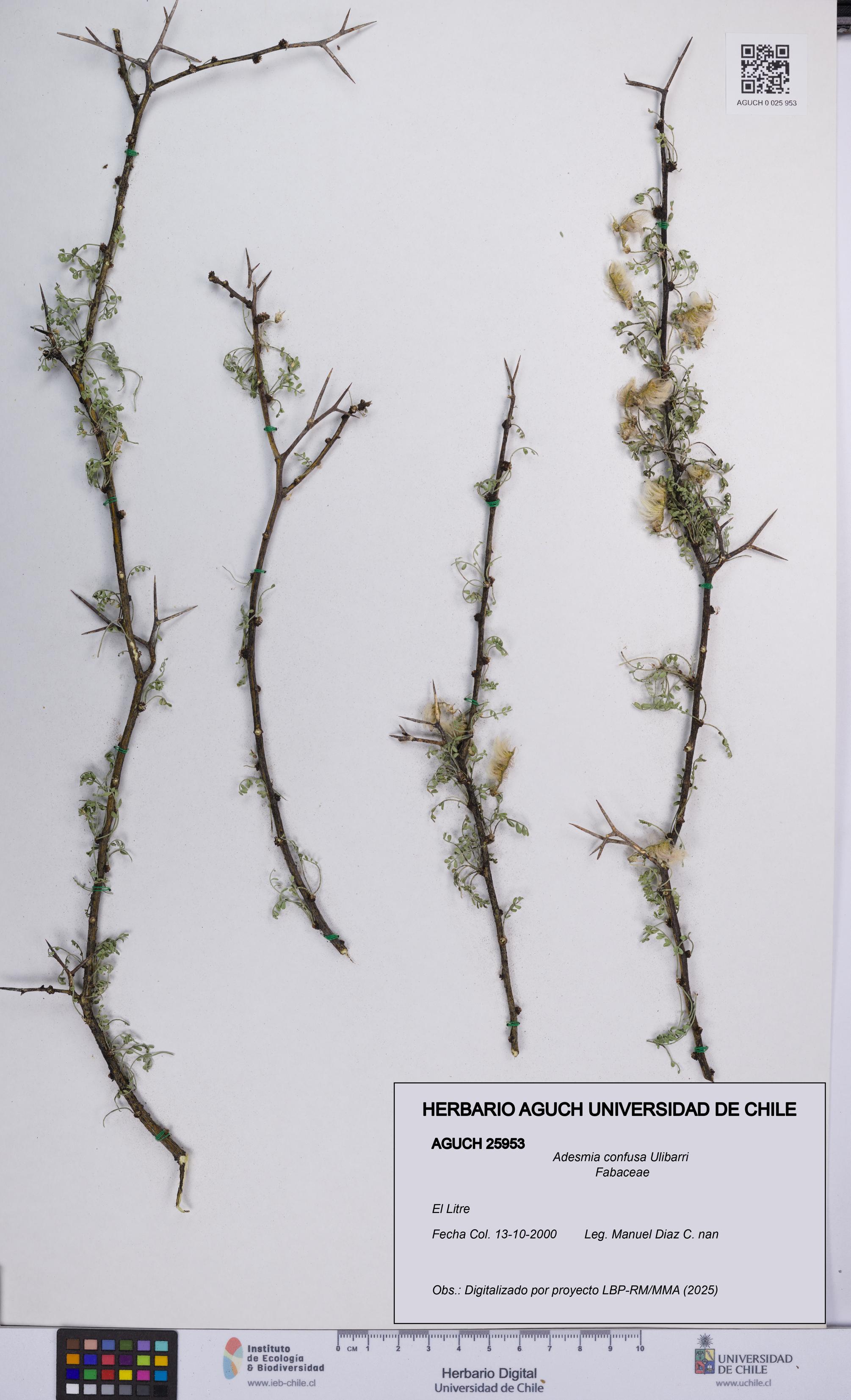 Adesmia confusa [Espécimen: UCH:AGUCH:0025953]