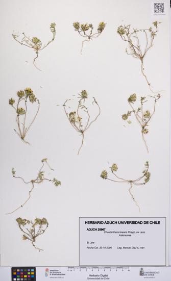 Chaetanthera linearis [Espécimen: UCH:AGUCH:0025967]