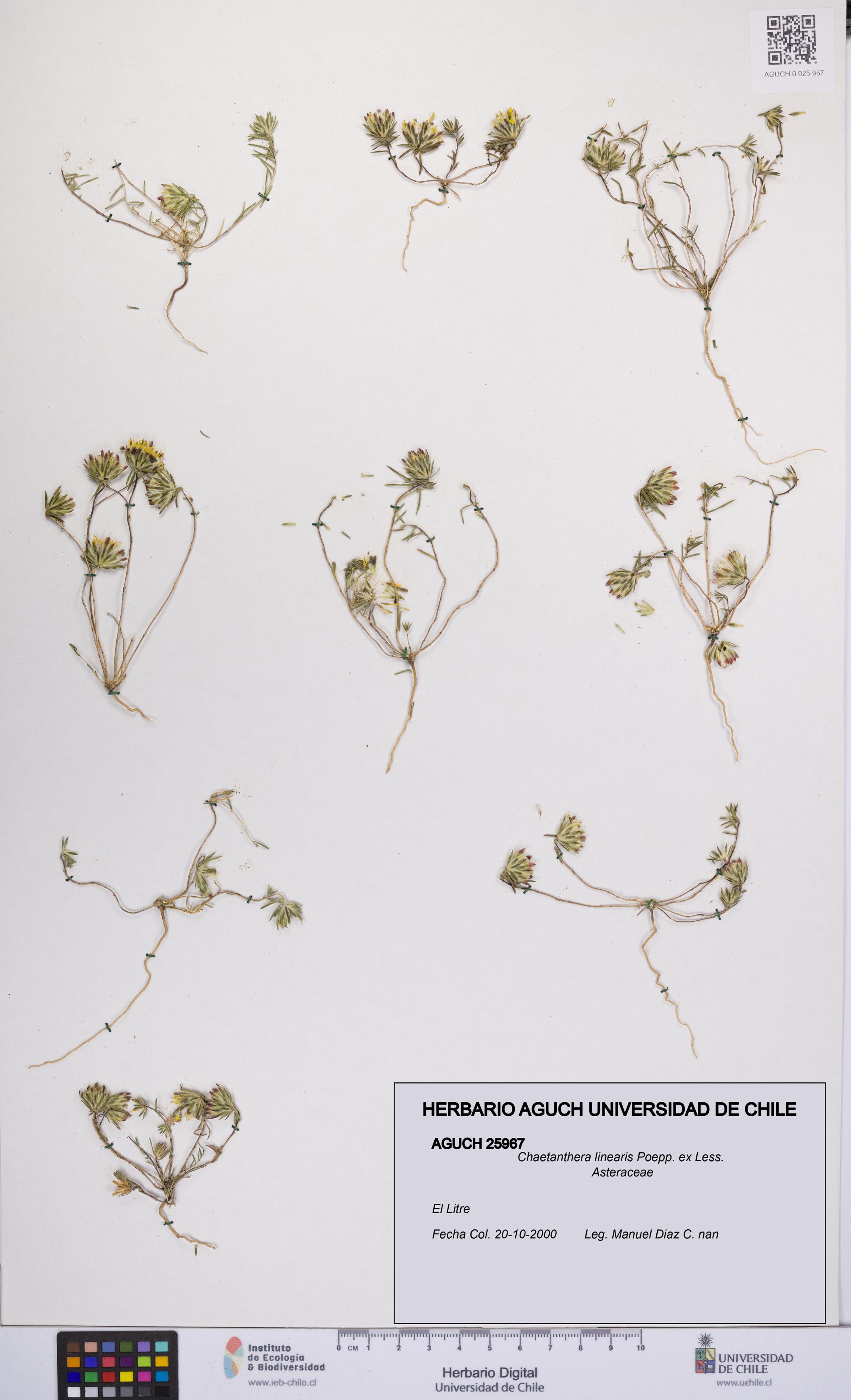 Chaetanthera linearis [Espécimen: UCH:AGUCH:0025967]