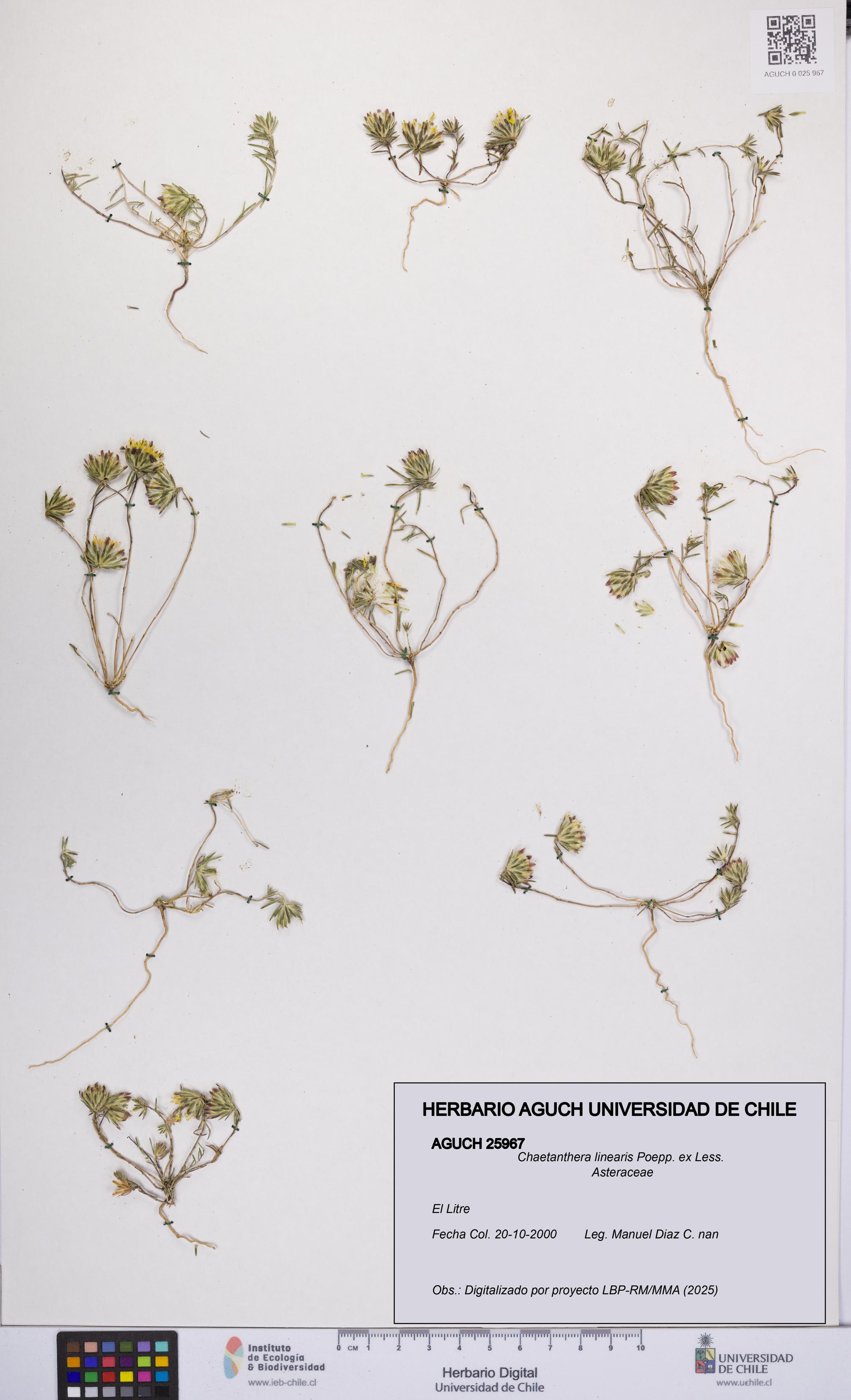 Chaetanthera linearis [Espécimen: UCH:AGUCH:0025967]