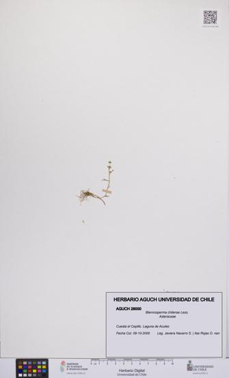 Blennosperma chilense [Espécimen: UCH:AGUCH:0026000]