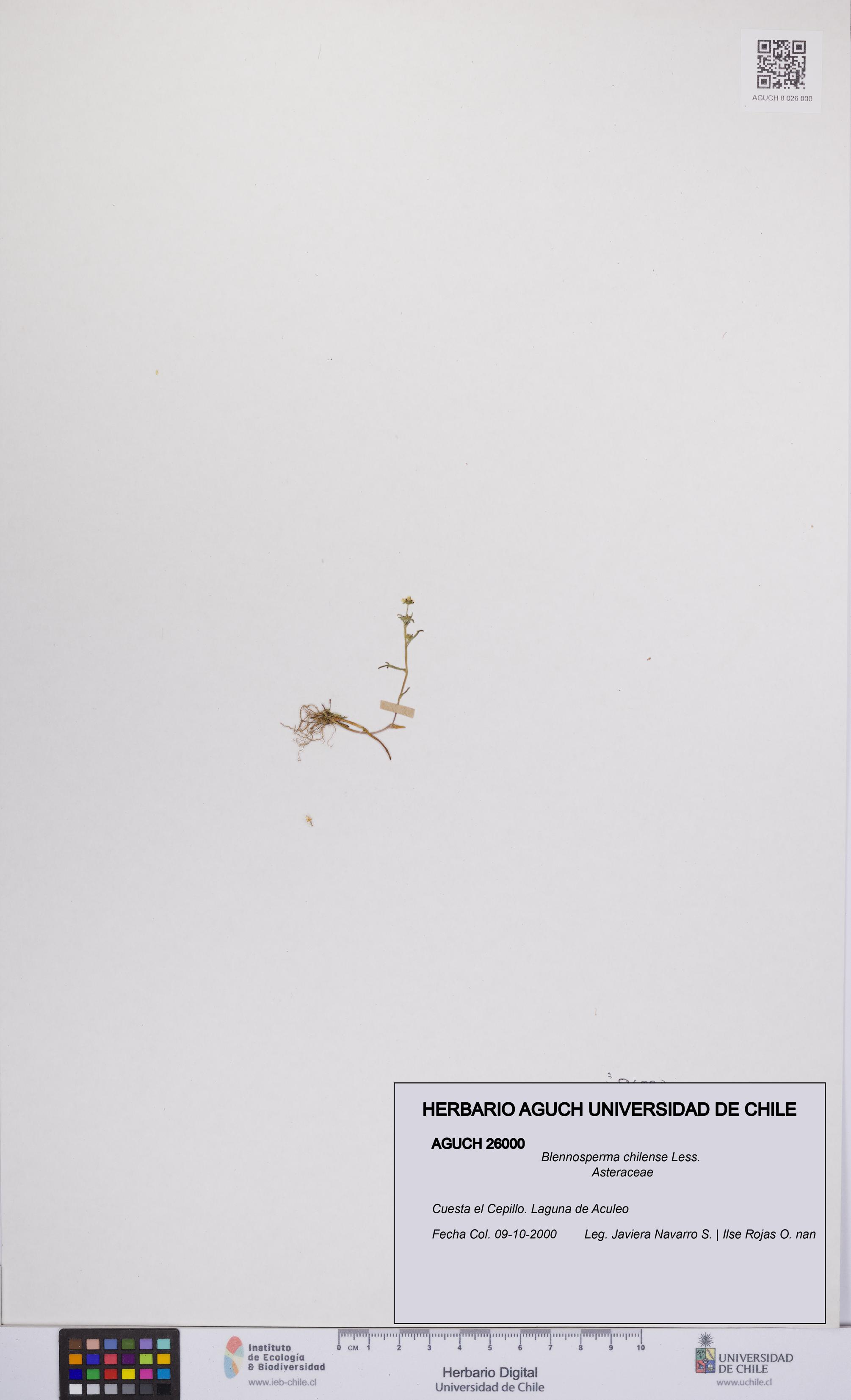 Blennosperma chilense [Espécimen: UCH:AGUCH:0026000]