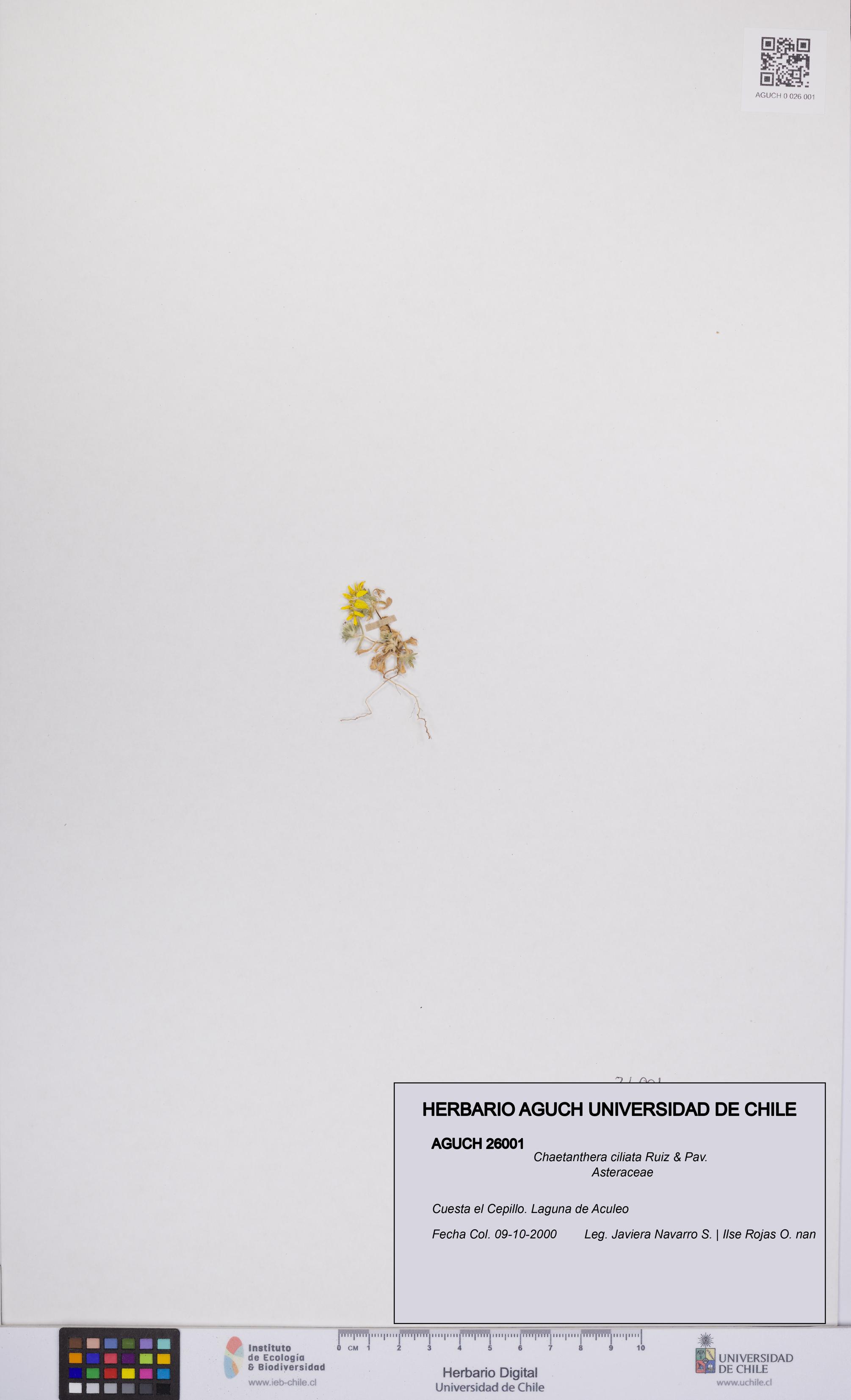 Chaetanthera ciliata [Espécimen: UCH:AGUCH:0026001]