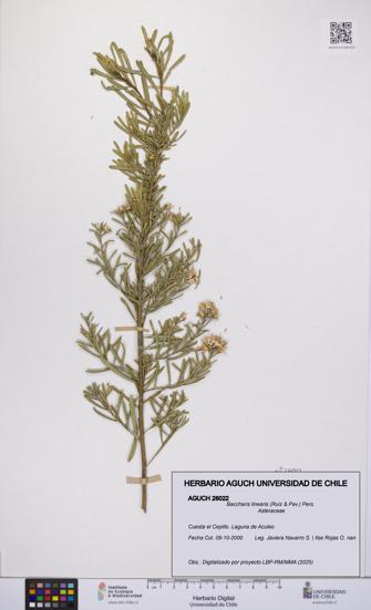 Baccharis linearis [Espécimen: UCH:AGUCH:0026022]