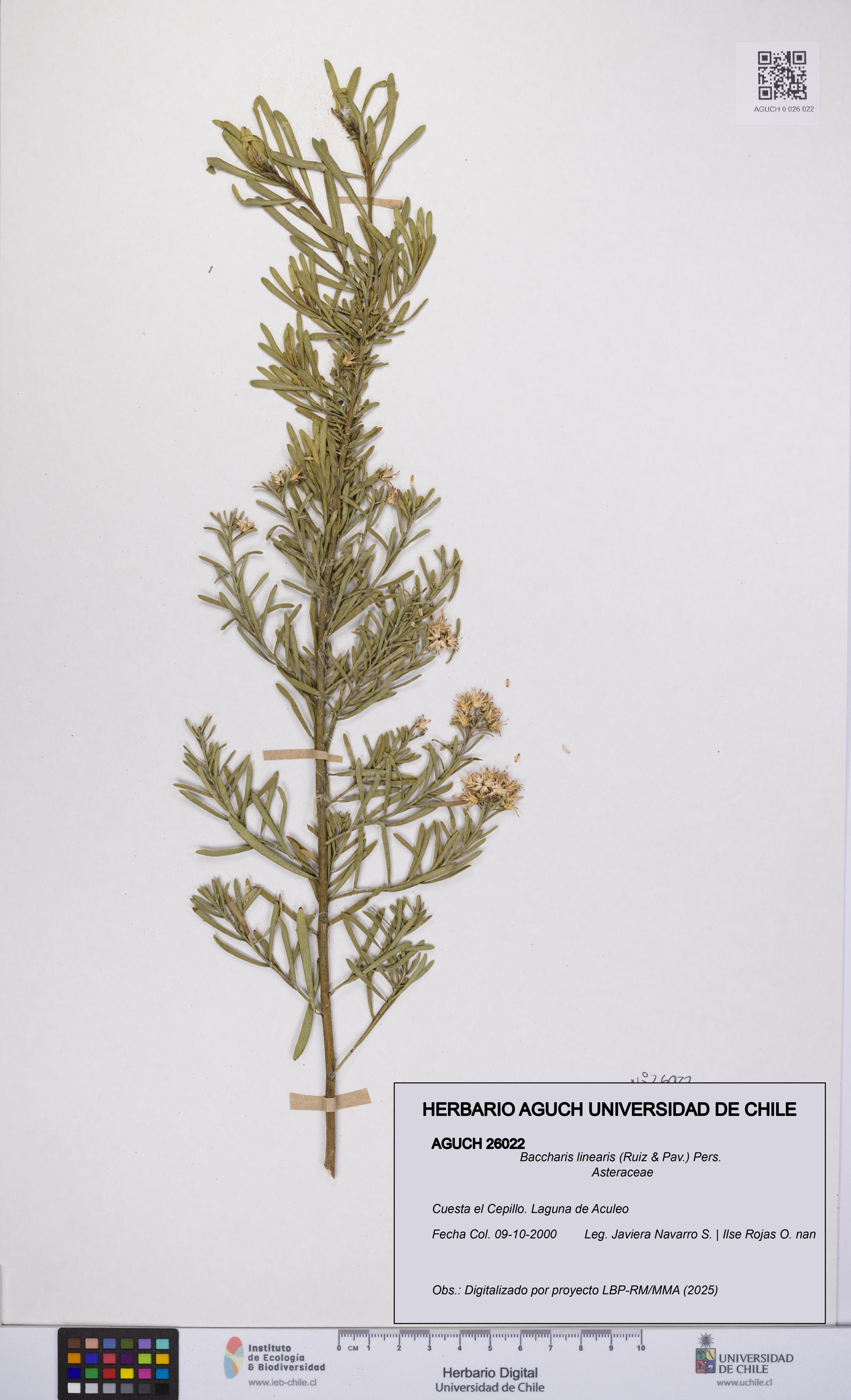 Baccharis linearis [Espécimen: UCH:AGUCH:0026022]