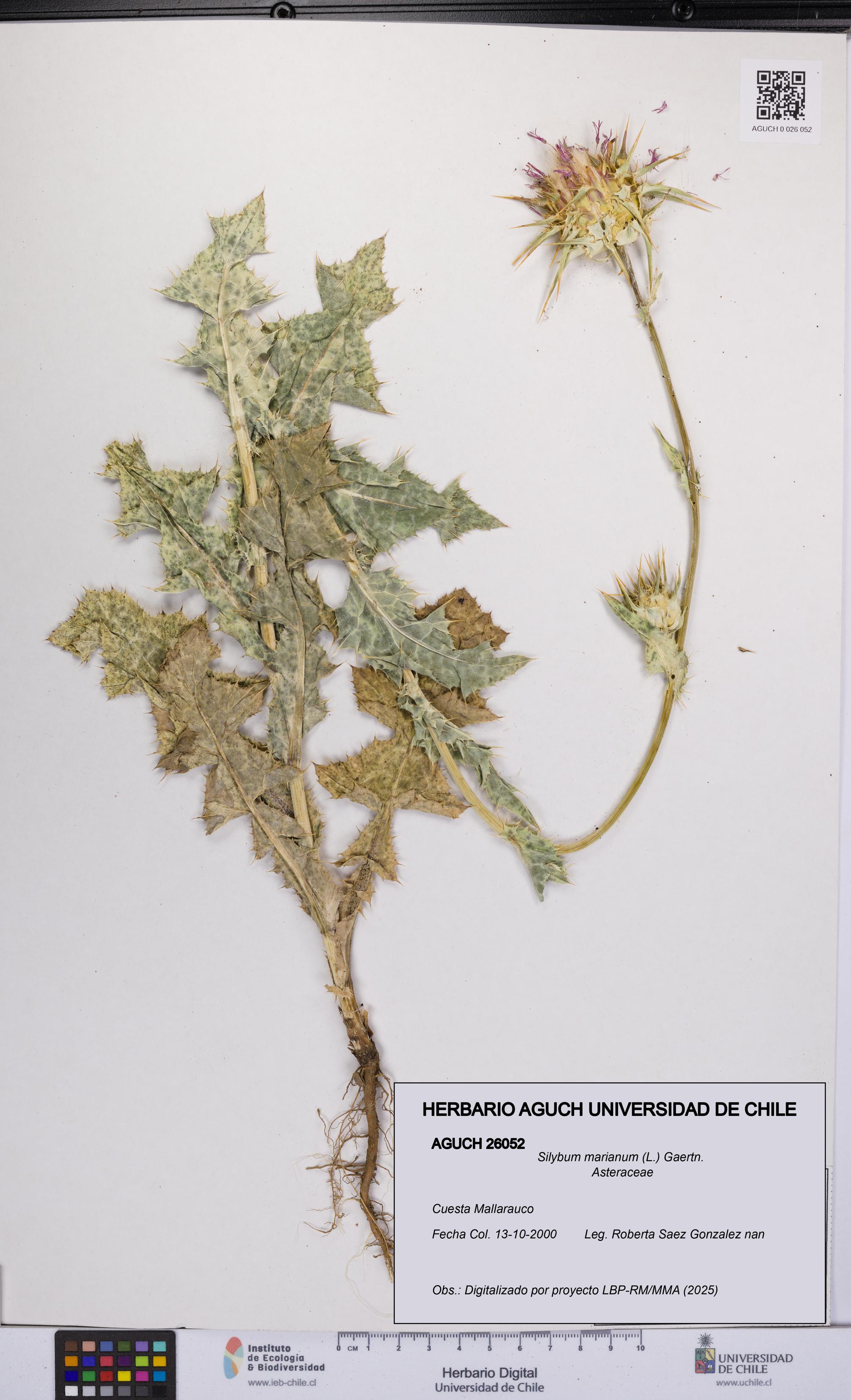 Silybum marianum [Espécimen: UCH:AGUCH:0026052]
