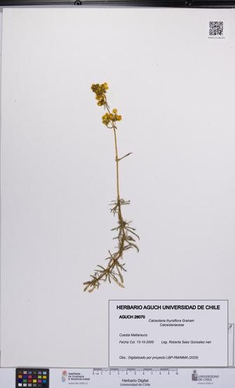 Calceolaria thyrsiflora [Espécimen: UCH:AGUCH:0026070]