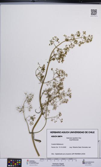 Valeriana lepidota [Espécimen: UCH:AGUCH:0026074]