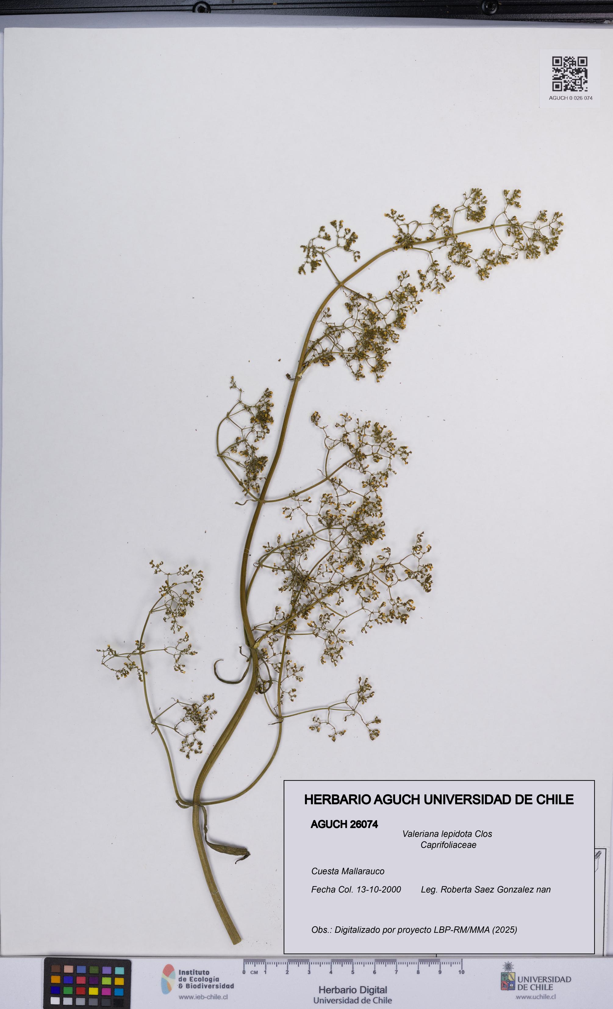 Valeriana lepidota [Espécimen: UCH:AGUCH:0026074]