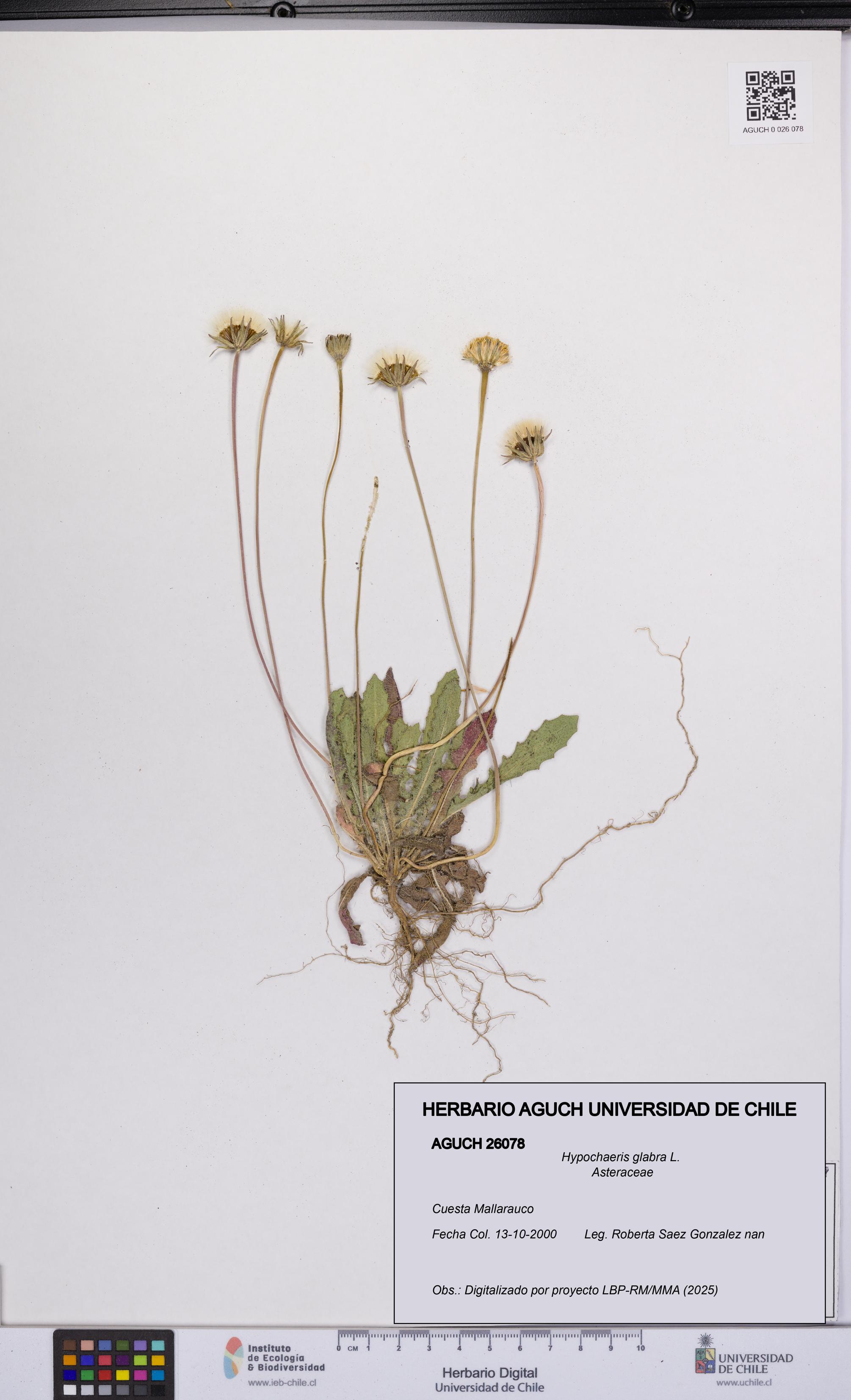 Hypochaeris glabra [Espécimen: UCH:AGUCH:0026078]