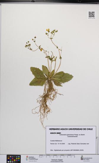 Calceolaria glandulosa [Espécimen: UCH:AGUCH:0026081]