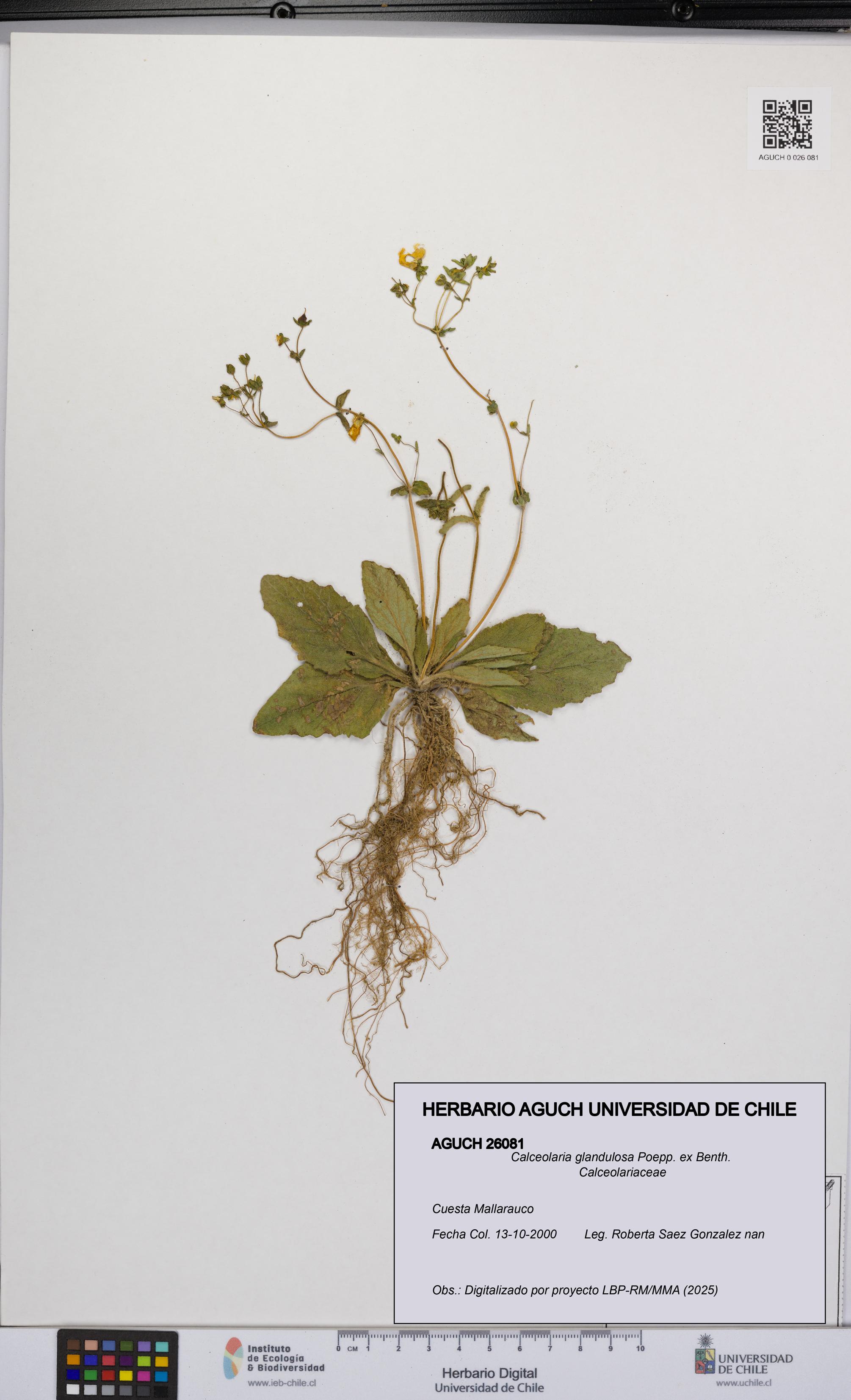 Calceolaria glandulosa [Espécimen: UCH:AGUCH:0026081]