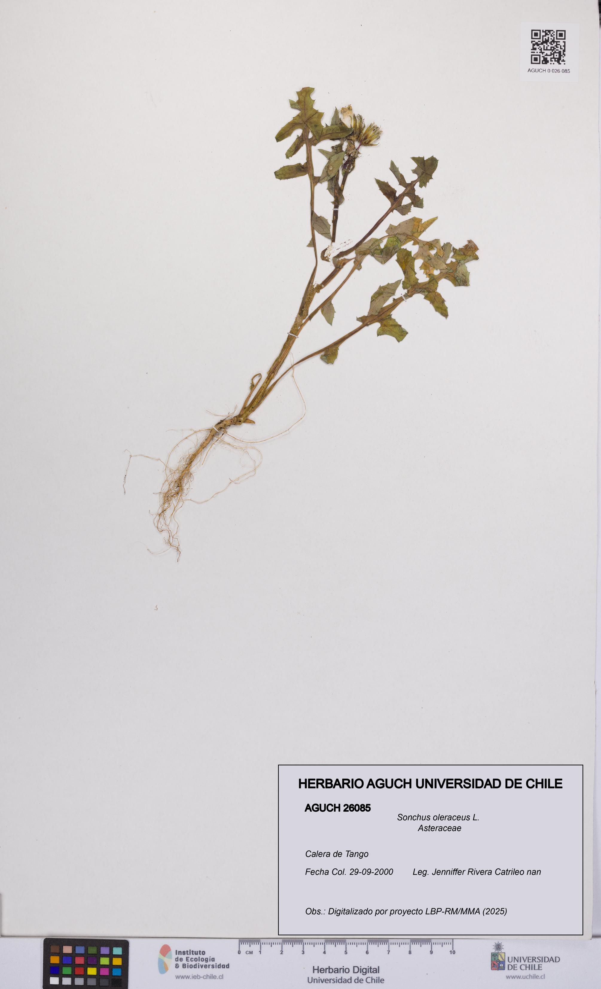 Sonchus oleraceus [Espécimen: UCH:AGUCH:0026085]
