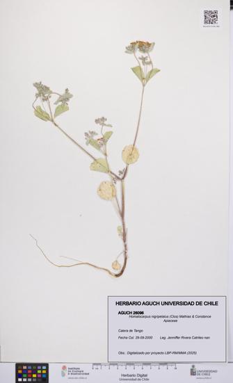 Homalocarpus nigripetalus [Espécimen: UCH:AGUCH:0026096]