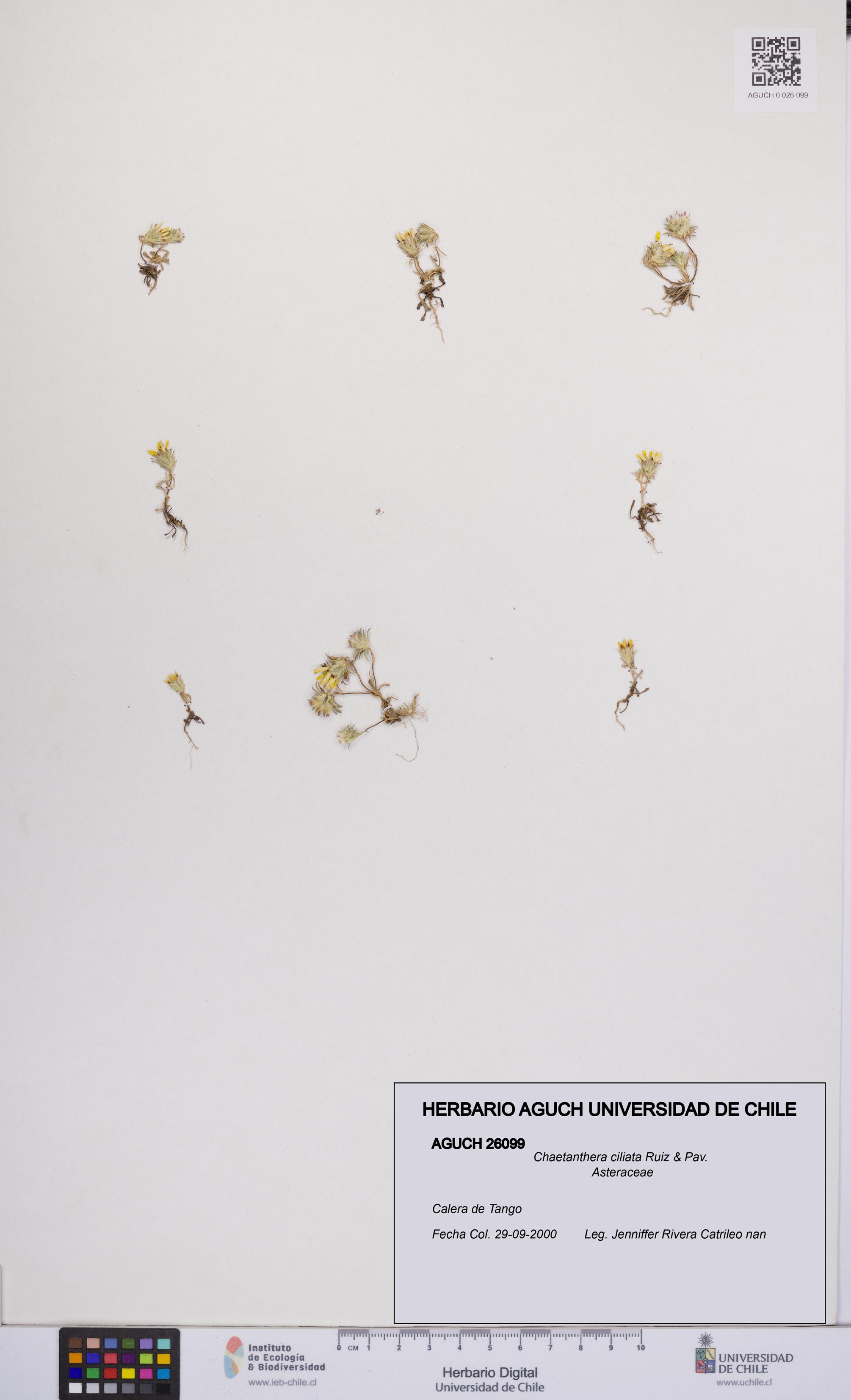 Chaetanthera ciliata [Espécimen: UCH:AGUCH:0026099]