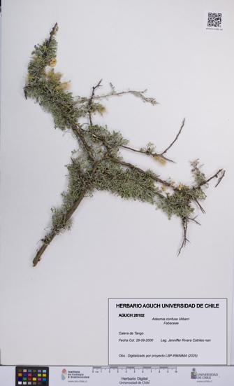 Adesmia confusa [Espécimen: UCH:AGUCH:0026102]