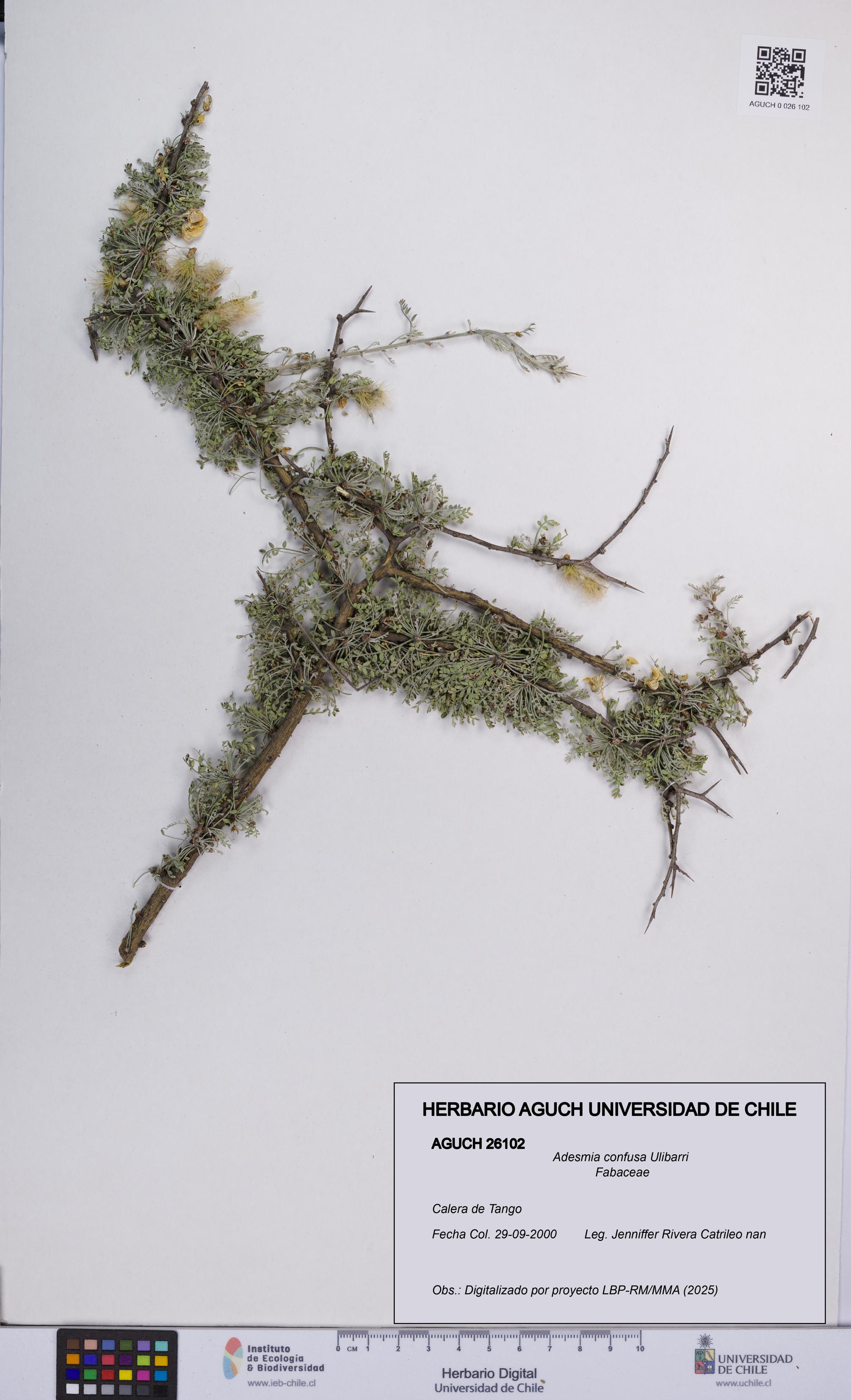 Adesmia confusa [Espécimen: UCH:AGUCH:0026102]