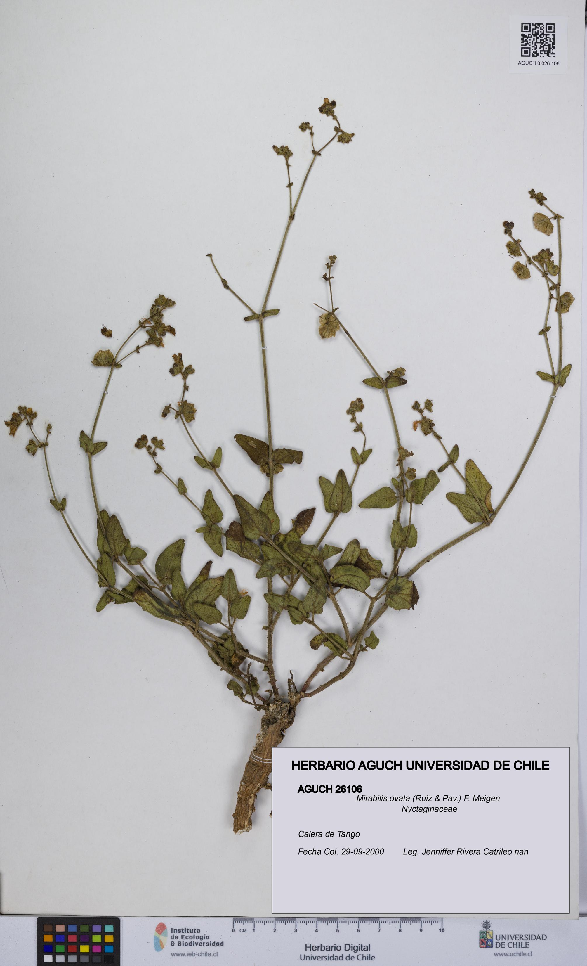 Mirabilis ovata [Espécimen: UCH:AGUCH:0026106]