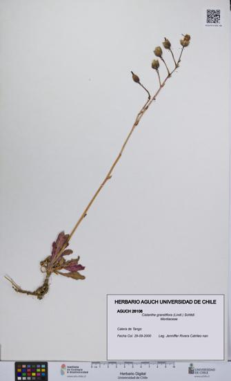 Cistanthe grandiflora [Espécimen: UCH:AGUCH:0026108]