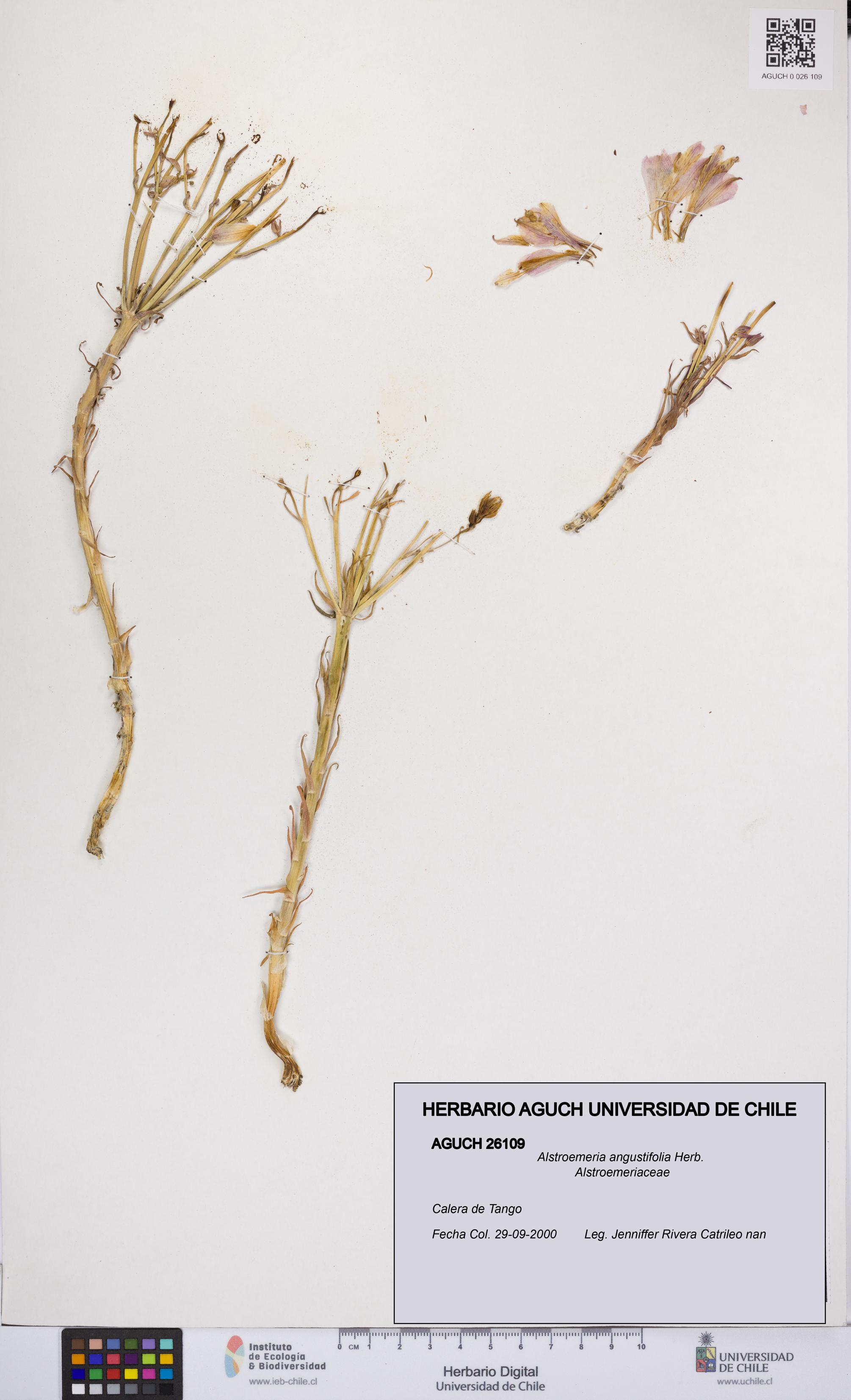 Alstroemeria angustifolia [Espécimen: UCH:AGUCH:0026109]