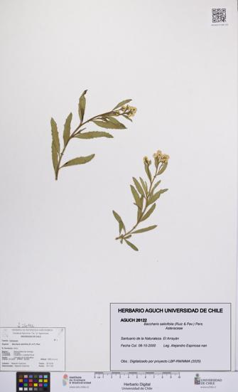 Baccharis salicifolia [Espécimen: UCH:AGUCH:0026122]