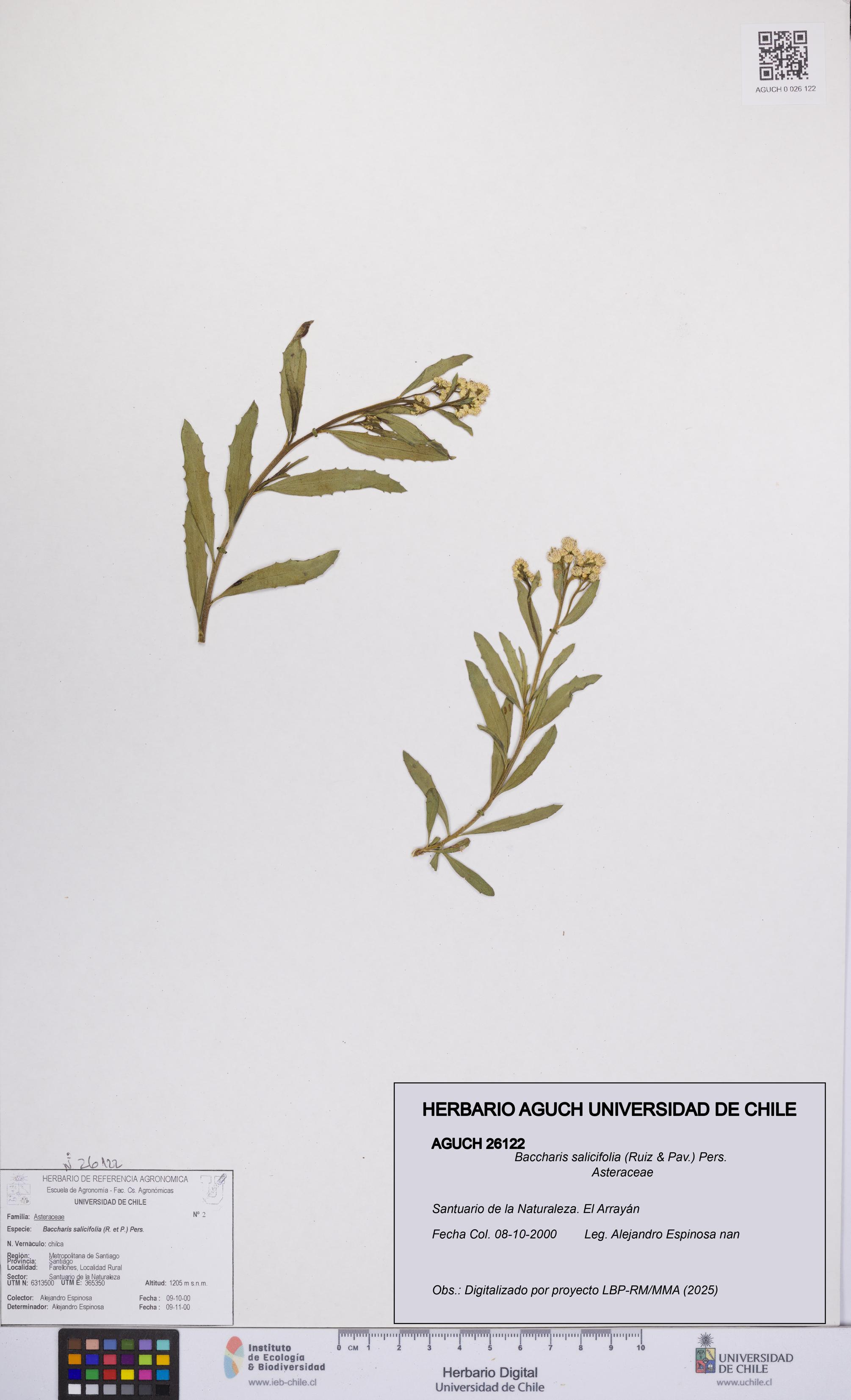 Baccharis salicifolia [Espécimen: UCH:AGUCH:0026122]