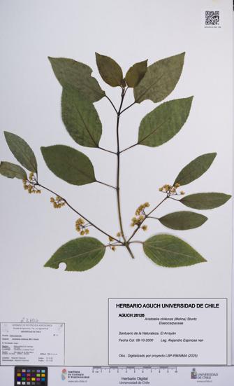 Aristotelia chilensis [Espécimen: UCH:AGUCH:0026126]