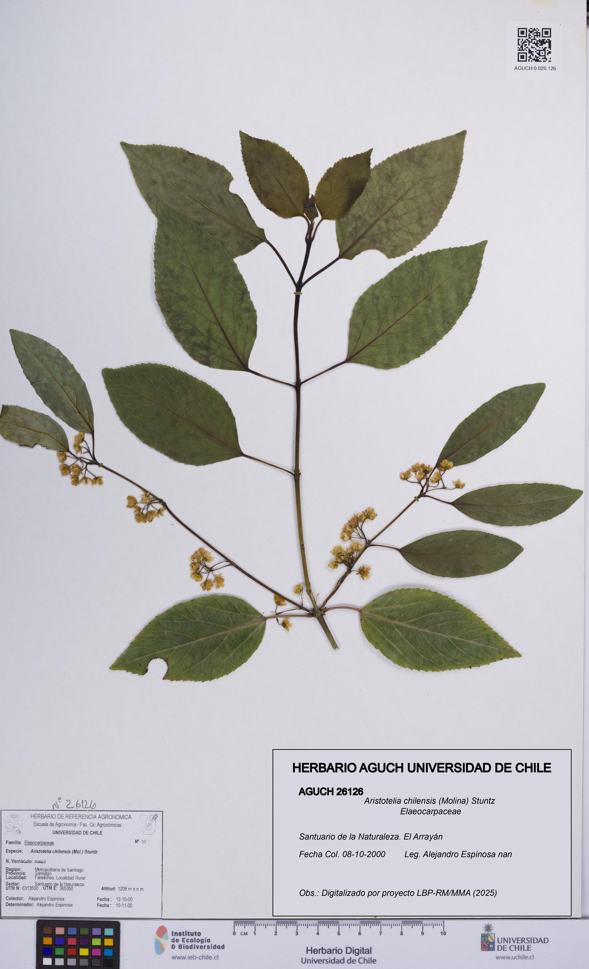 Aristotelia chilensis [Espécimen: UCH:AGUCH:0026126]