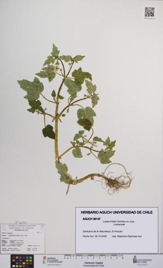 Loasa triloba [Espécimen: UCH:AGUCH:0026137]