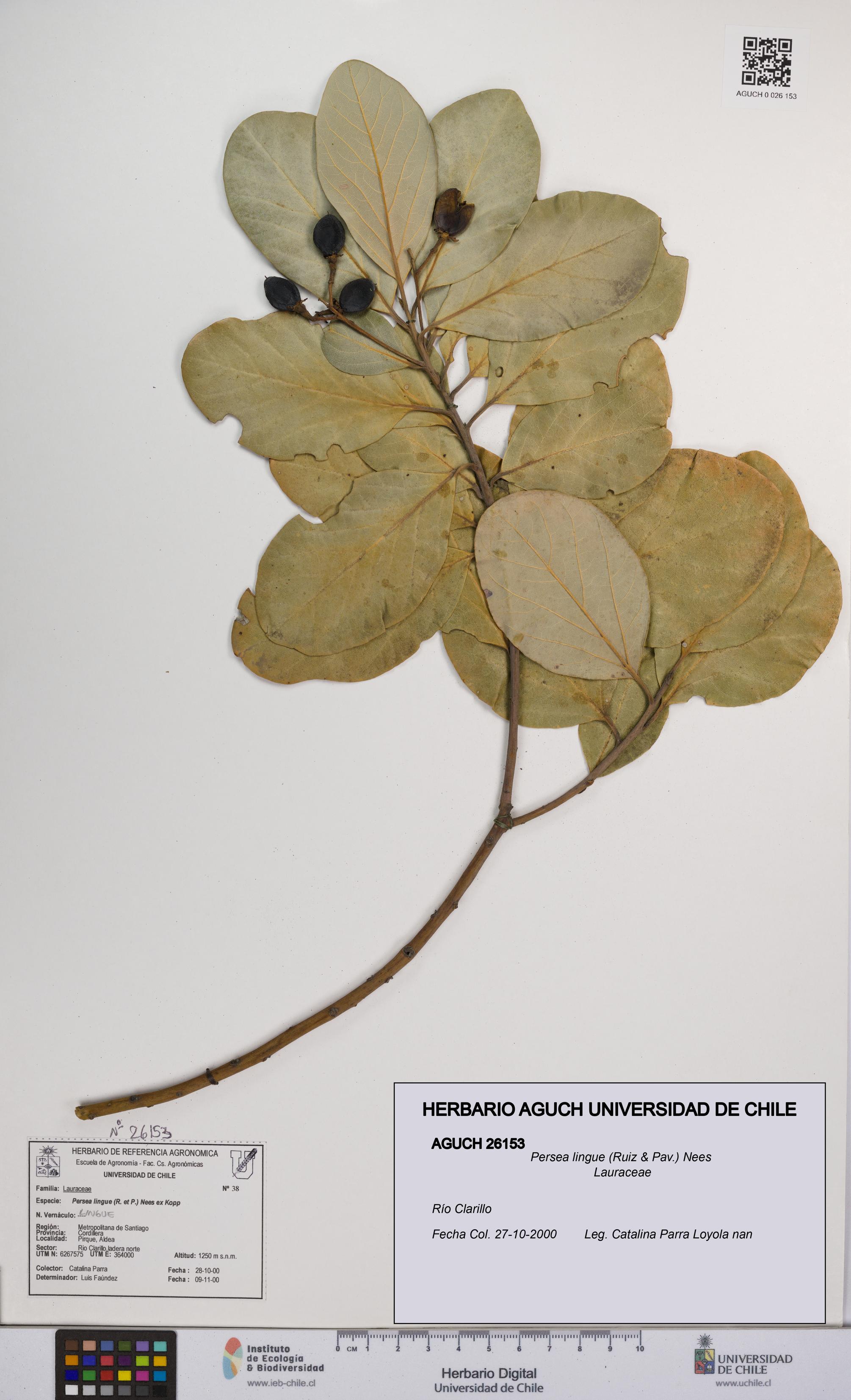 Persea lingue [Espécimen: UCH:AGUCH:0026153]
