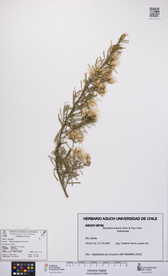 Baccharis linearis [Espécimen: UCH:AGUCH:0026154]