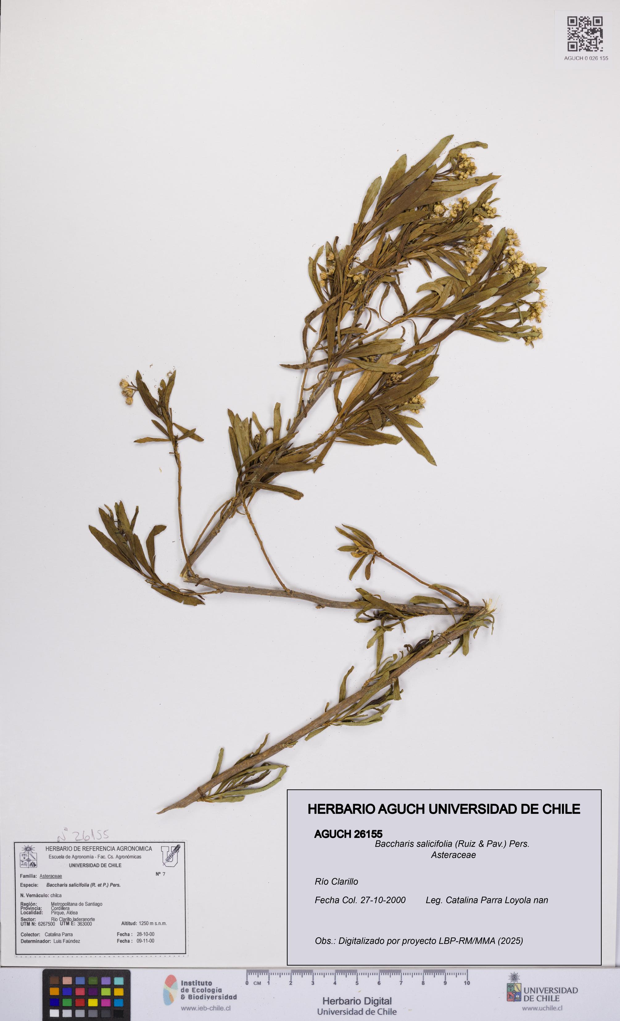 Baccharis salicifolia [Espécimen: UCH:AGUCH:0026155]