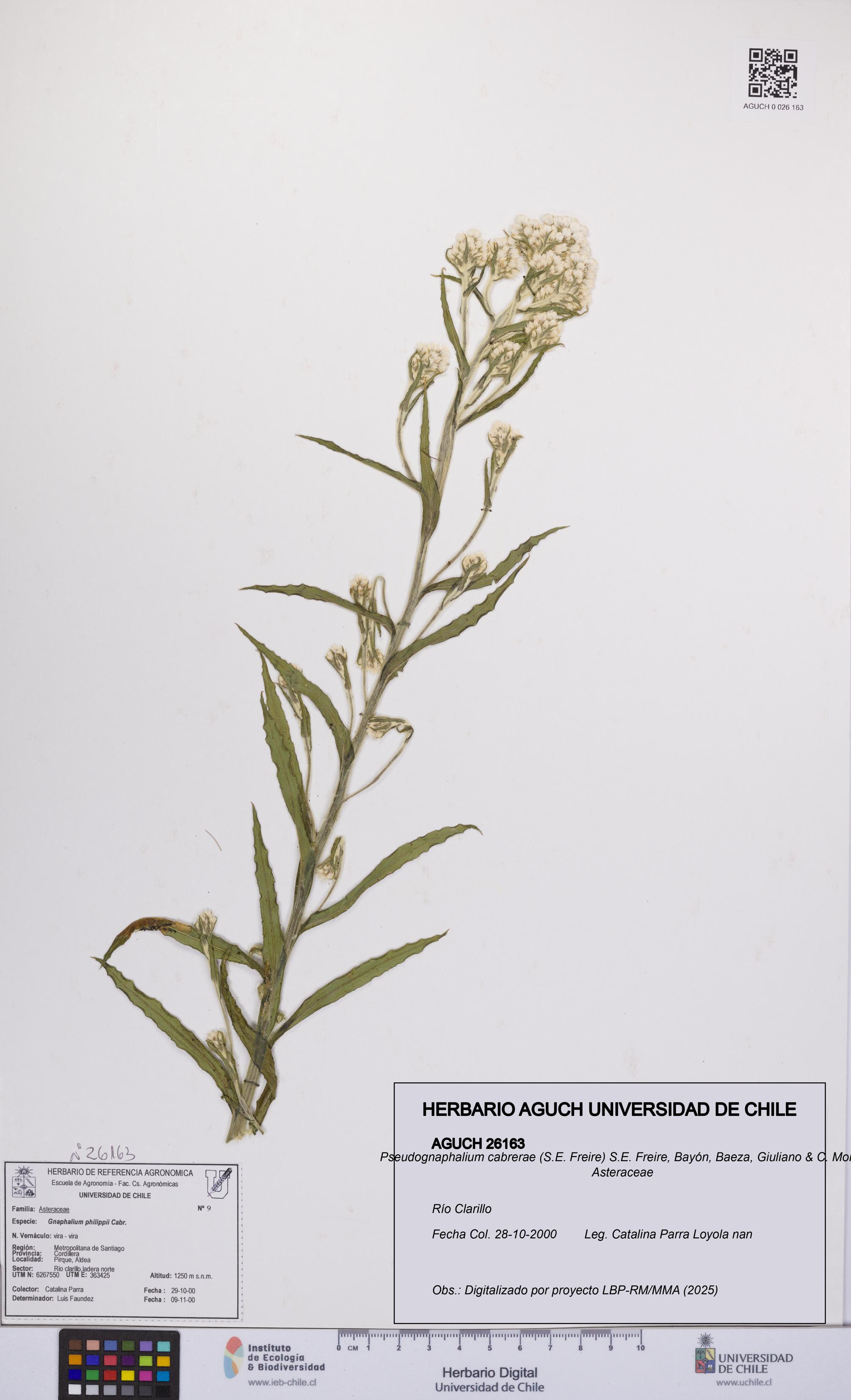 Pseudognaphalium cabrerae [Espécimen: UCH:AGUCH:0026163]