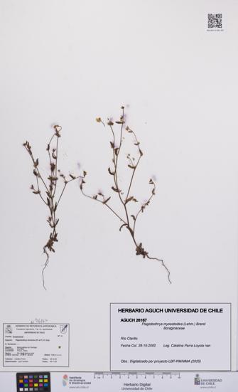 Plagiobothrys myosotoides [Espécimen: UCH:AGUCH:0026167]