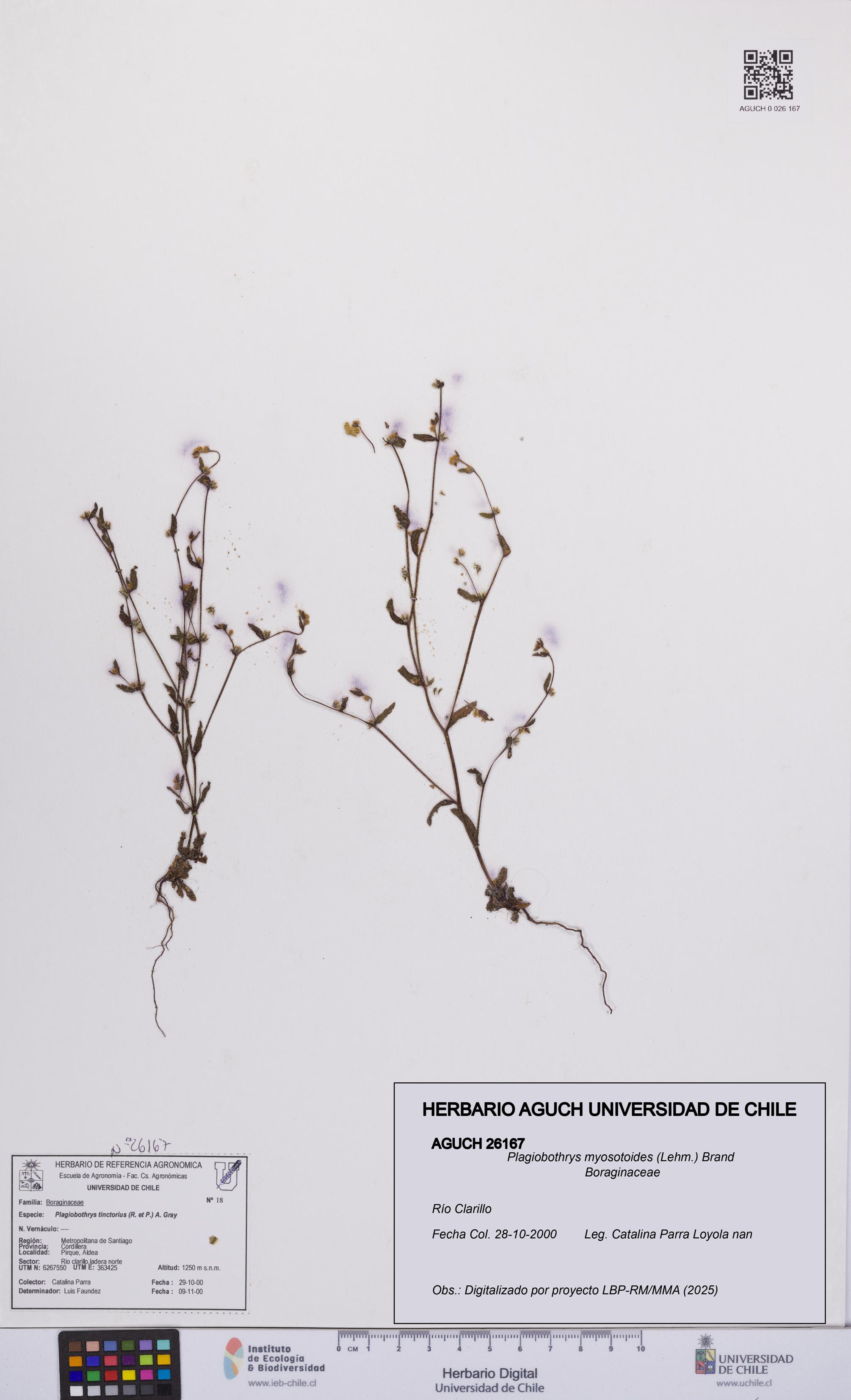 Plagiobothrys myosotoides [Espécimen: UCH:AGUCH:0026167]