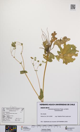 Calceolaria glandulosa [Espécimen: UCH:AGUCH:0026177]