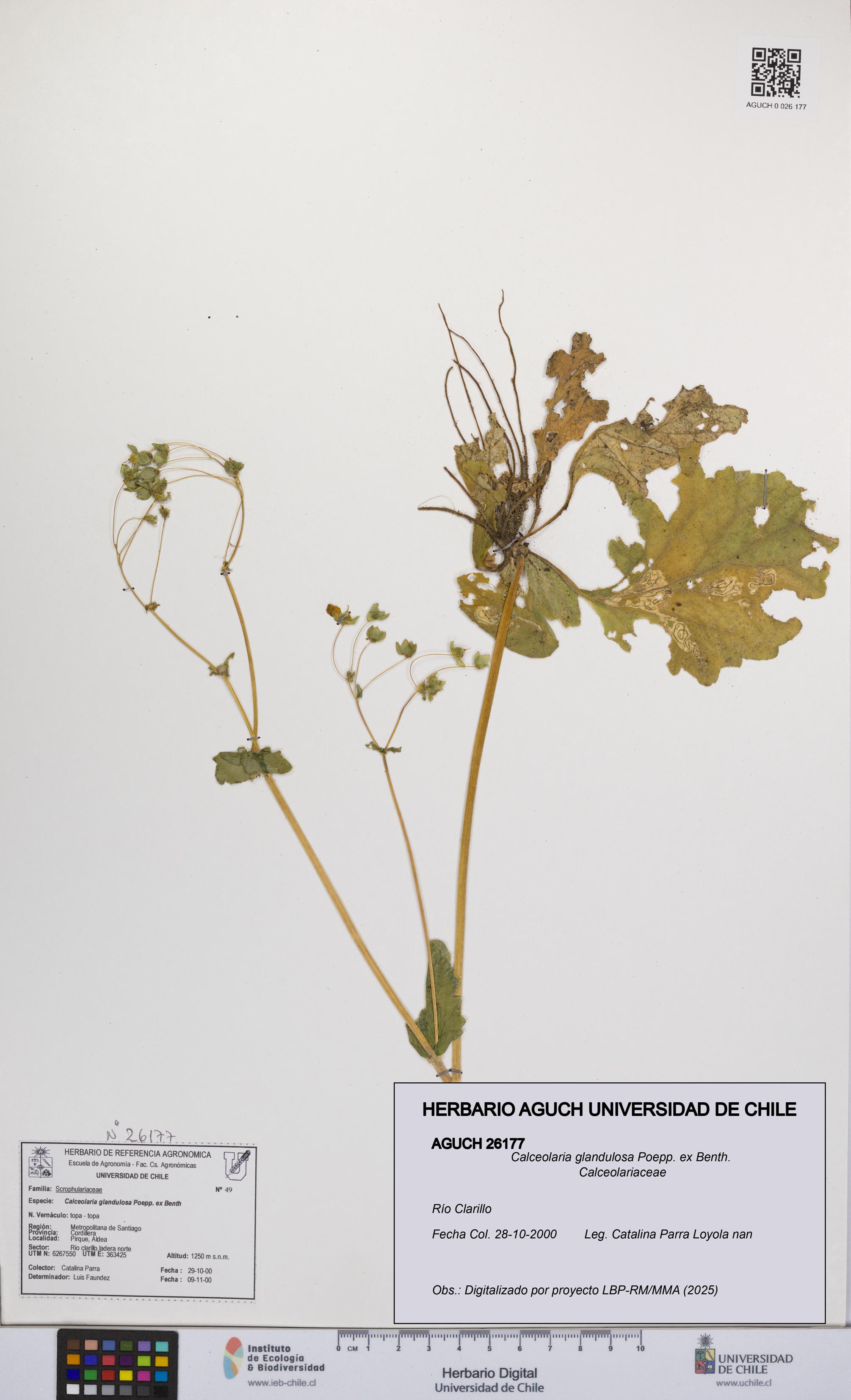 Calceolaria glandulosa [Espécimen: UCH:AGUCH:0026177]