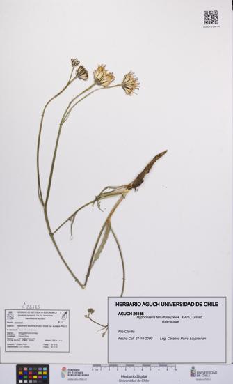 Hypochaeris tenuifolia [Espécimen: UCH:AGUCH:0026185]